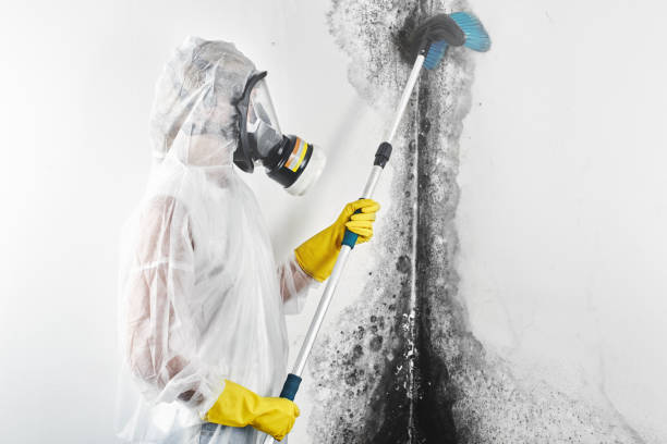 Best Mold-Related Health Consultation  in Hayden, CO
